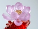 花冠喜躍